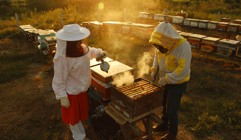 Büyükşehir 1 yılda tam 29 ton bal üretti