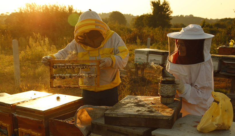 Büyükşehir 1 yılda tam 29 ton bal üretti