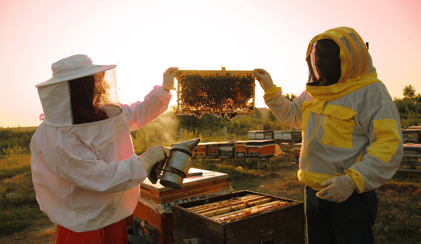 Büyükşehir 1 yılda tam 29 ton bal üretti