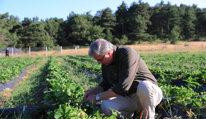 Büyükşehir 10 ton çilek hasadı yaptı
