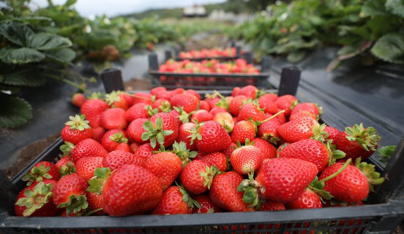 Büyükşehir 10 ton çilek hasadı yaptı