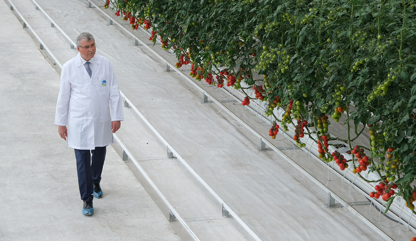 Büyükşehir 550 ton domates üretti