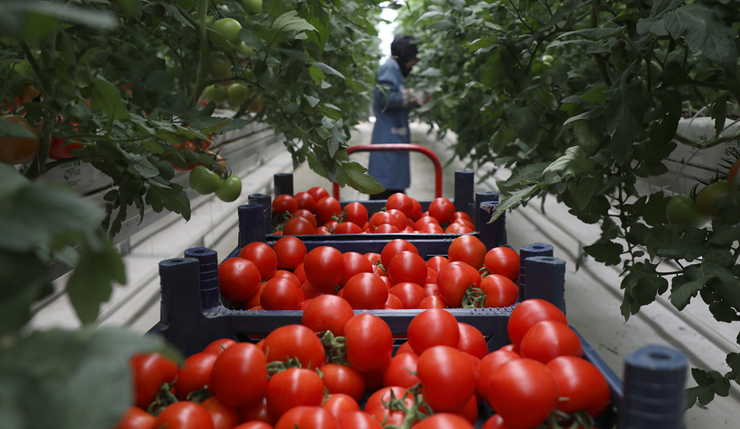 Büyükşehir 550 ton domates üretti