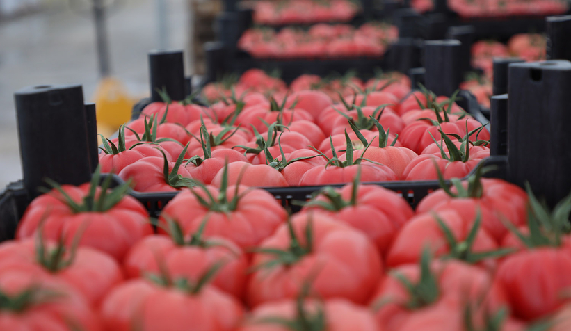 Büyükşehir 550 ton domates üretti