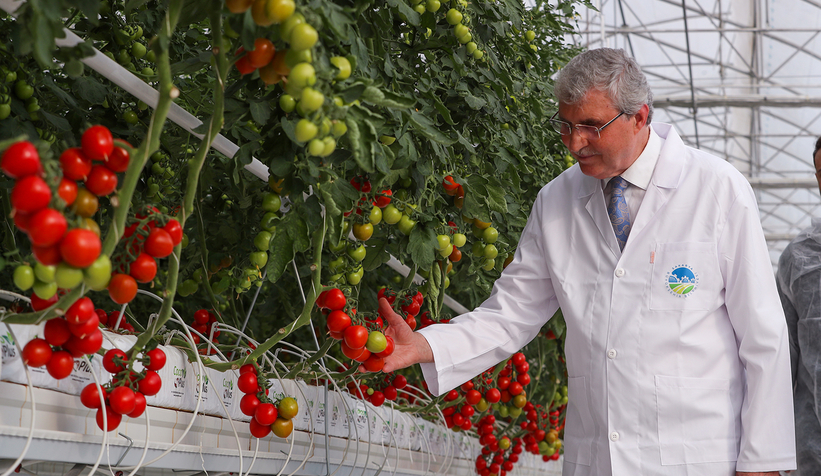 Büyükşehir 550 ton domates üretti