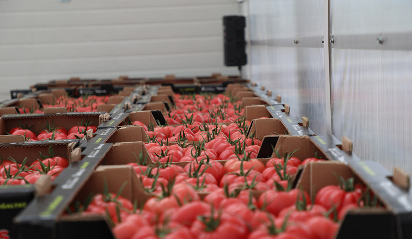 Büyükşehir 550 ton domates üretti