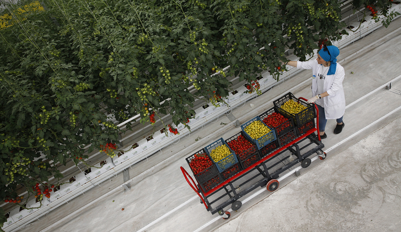 Büyükşehir 550 ton domates üretti