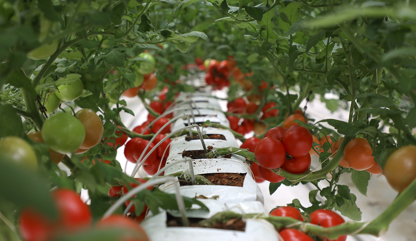 Büyükşehir 550 ton domates üretti