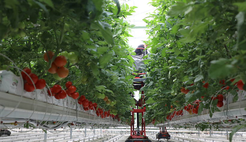 Büyükşehir 550 ton domates üretti