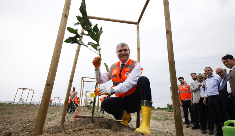 Büyükşehir avokado yetiştirecek; İlk fidanlar toprakla buluştu