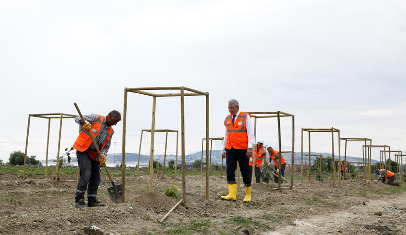 Büyükşehir avokado yetiştirecek; İlk fidanlar toprakla buluştu