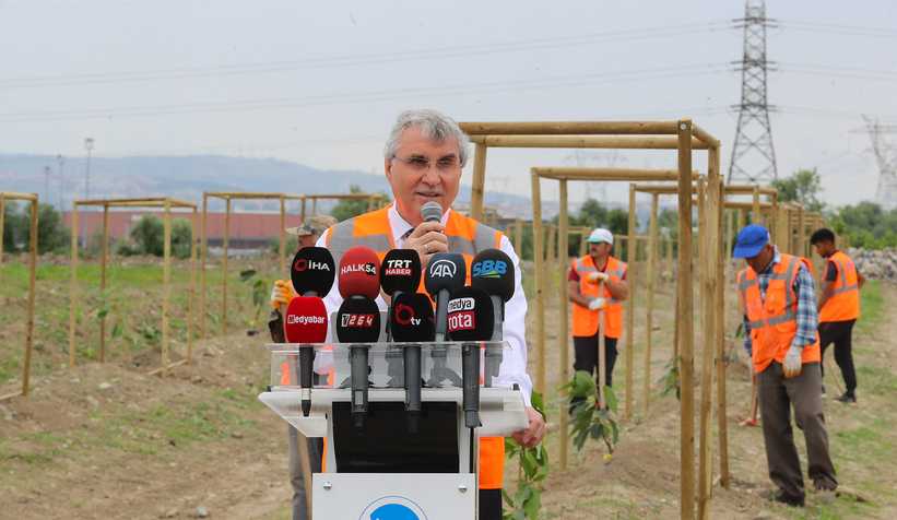 Büyükşehir avokado yetiştirecek; İlk fidanlar toprakla buluştu