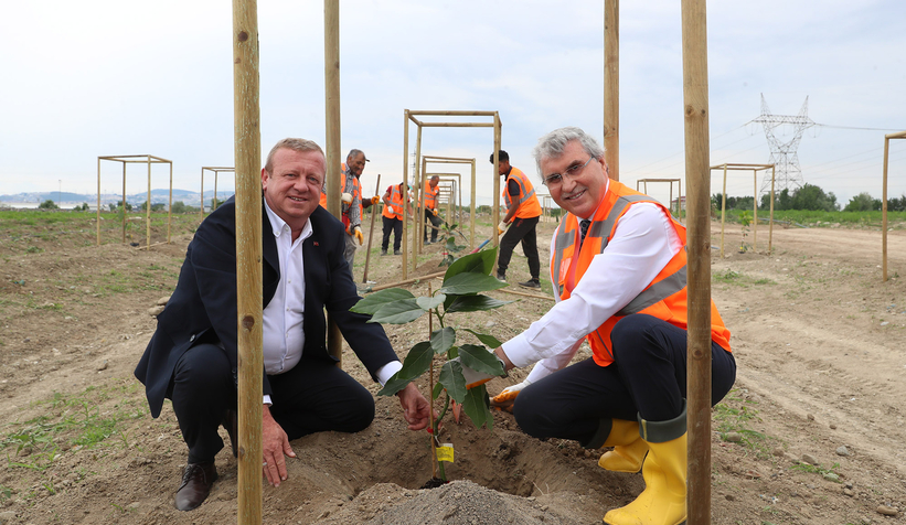 Büyükşehir avokado yetiştirecek; İlk fidanlar toprakla buluştu