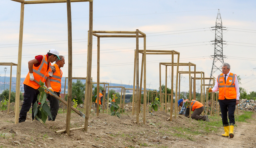 Büyükşehir avokado yetiştirecek; İlk fidanlar toprakla buluştu