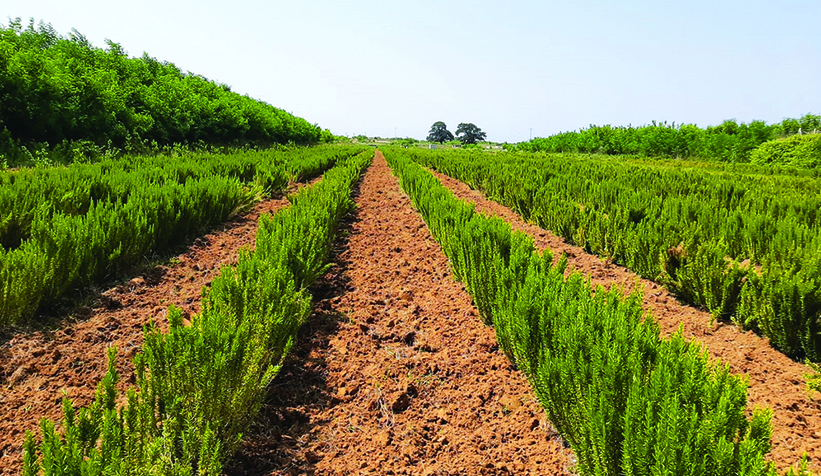 Büyükşehir biberiye üretiminde 12 tona ulaştı