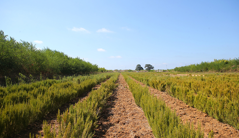 Büyükşehir biberiye üretiminde 12 tona ulaştı