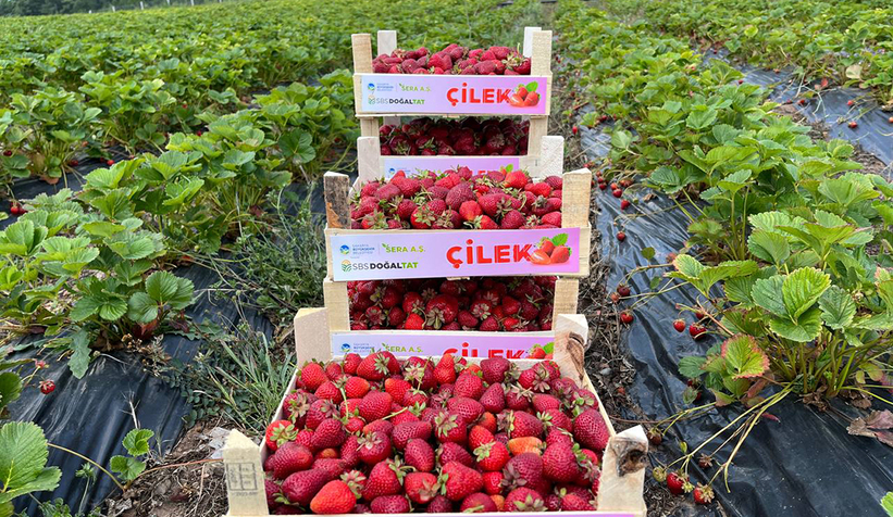 Büyükşehir çilek hasadında rekor bekliyor