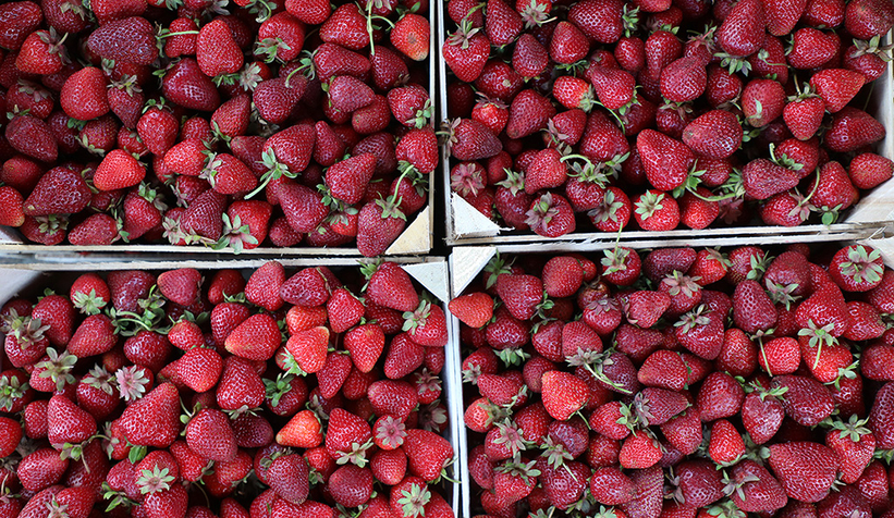 Büyükşehir çilek hasadında rekor bekliyor