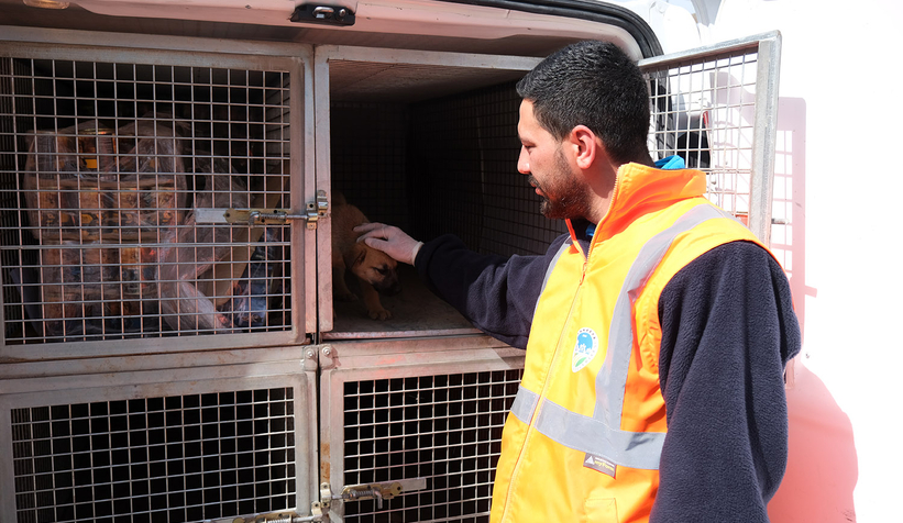 Büyükşehir ekibi deprem bölgesinde can dostlarının yaralarını sarıyor