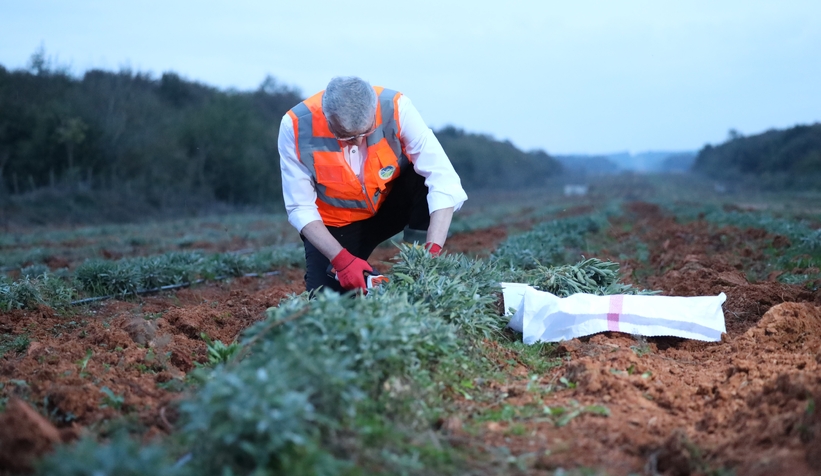 Büyükşehir projeleri tarımda Sakarya'ya can suyu oldu