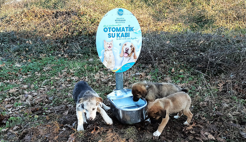Büyükşehir sokak hayvanlarını yalnız bırakmıyor