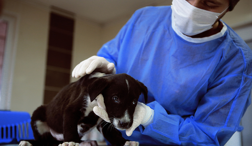 Büyükşehir sokak hayvanlarını yalnız bırakmıyor