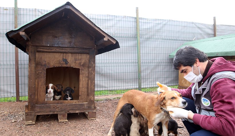 Büyükşehir sokak hayvanlarını yalnız bırakmıyor