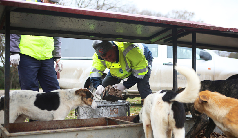 Büyükşehir sokak hayvanlarını yalnız bırakmıyor