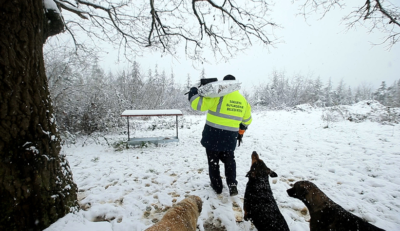 Büyükşehir sokak hayvanlarını yalnız bırakmıyor