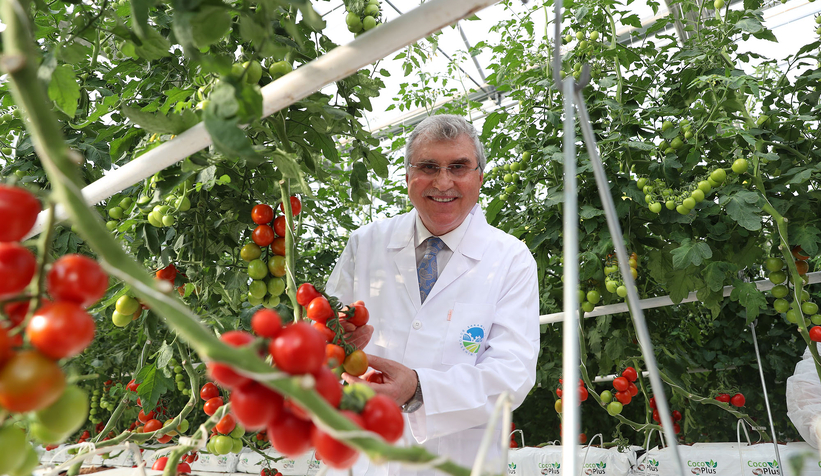 Büyükşehir topraksız tarımla 5 ayda 500 ton domates üretti