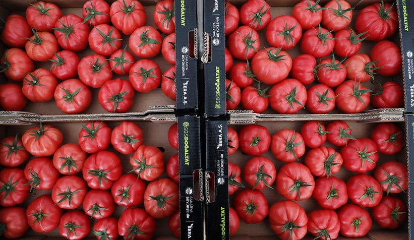 Büyükşehir topraksız tarımla 5 ayda 500 ton domates üretti