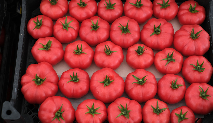 Büyükşehir topraksız tarımla 5 ayda 500 ton domates üretti