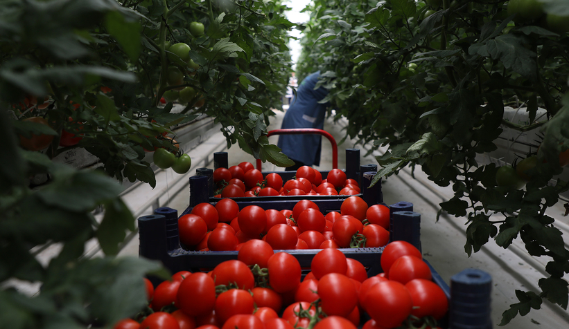 Büyükşehir topraksız tarımla 5 ayda 500 ton domates üretti