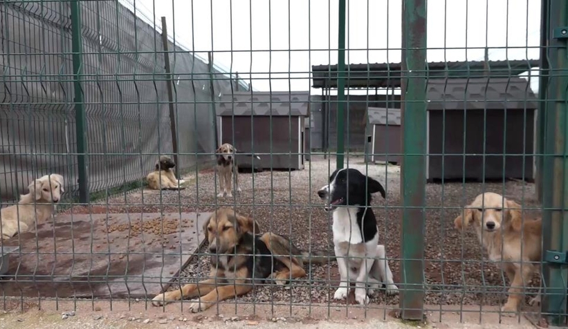 Büyükşehirden sokak hayvanları için dev merkez