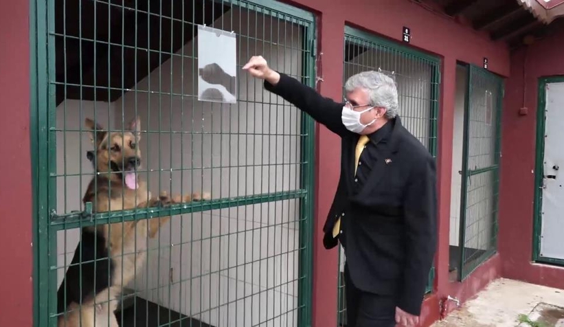 Büyükşehirden sokak hayvanları için dev merkez