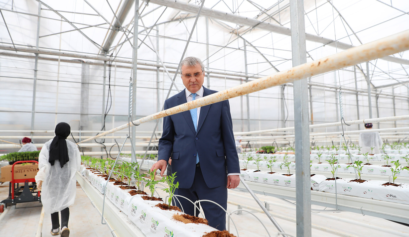 Büyükşehirin Akyazı'daki serasında ilk tohumlar yeşerdi