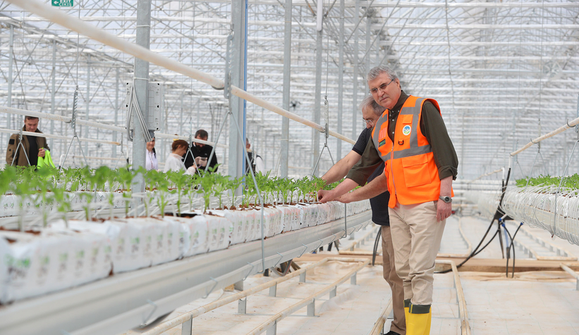 Büyükşehirin Akyazı'daki serasında ilk tohumlar yeşerdi