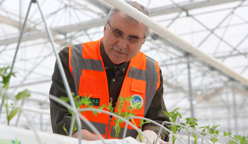Büyükşehirin Akyazı'daki serasında ilk tohumlar yeşerdi