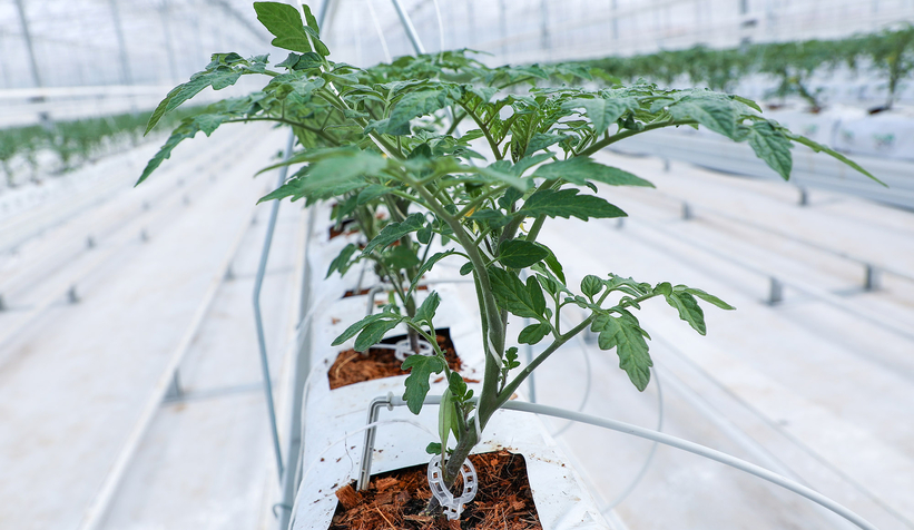 Büyükşehirin Akyazı'daki serasında ilk tohumlar yeşerdi