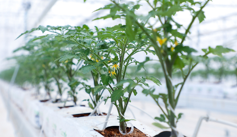 Büyükşehirin Akyazı'daki serasında ilk tohumlar yeşerdi