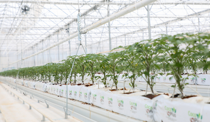 Büyükşehirin Akyazı'daki serasında ilk tohumlar yeşerdi