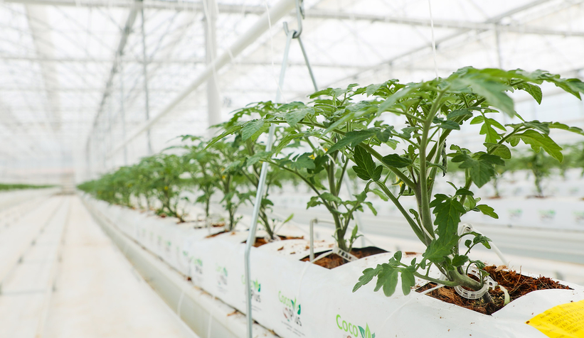 Büyükşehirin Akyazı'daki serasında ilk tohumlar yeşerdi