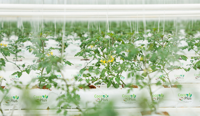 Büyükşehirin Akyazı'daki serasında ilk tohumlar yeşerdi