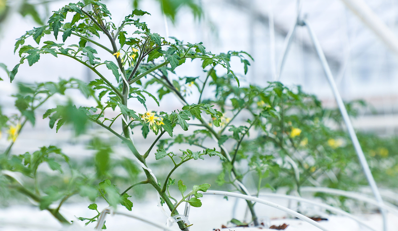 Büyükşehirin Akyazı'daki serasında ilk tohumlar yeşerdi