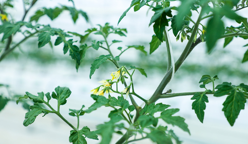 Büyükşehirin Akyazı'daki serasında ilk tohumlar yeşerdi