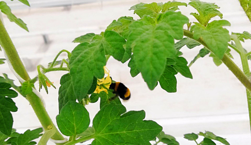 Büyükşehirin Akyazı'daki serasında ilk tohumlar yeşerdi