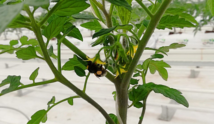 Büyükşehirin Akyazı'daki serasında ilk tohumlar yeşerdi