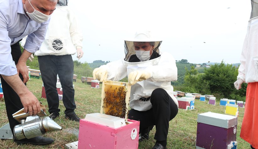 Büyükşehirin bal projesinde 22 ton bal üretildi