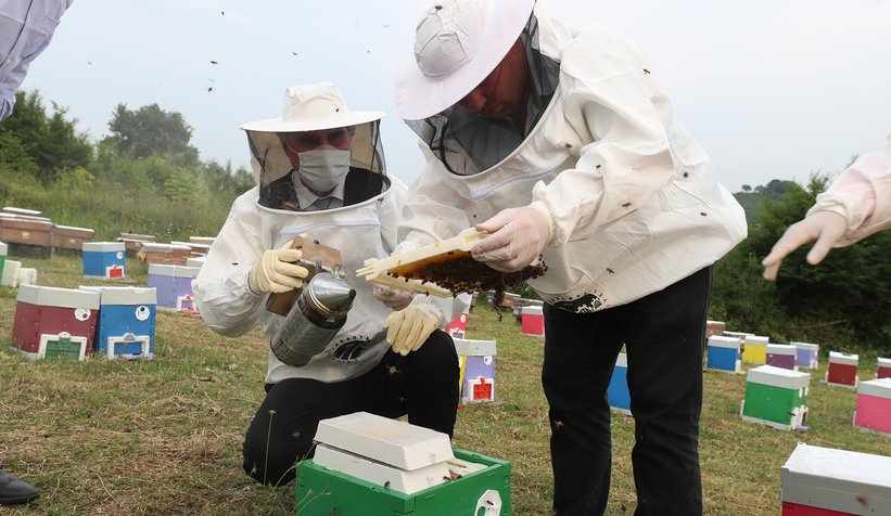 Büyükşehirin bal projesinde 22 ton bal üretildi