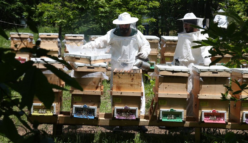 Büyükşehirin bal projesinde 22 ton bal üretildi